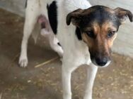 Lilu LM Hundemama sucht Glück - Neustadt (Rübenberge)
