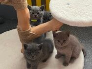 BKH Kitten - Düren Zentrum