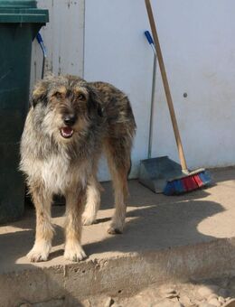 Arthur - will die Welt entdecken - Celle