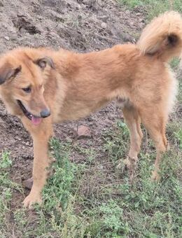 ENYO - toller Kerl für Hundeerfahrene - Velbert