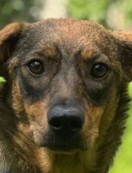 FABIENNE-rmenschenbezogene Hündin, 53 cm - Rösrath