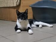 Kater PIRAT - Köln
