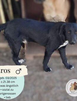 EROS - (offen, neugierig, Welpe) - Köln