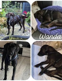 Wanda / Maddy Bracke Mischling Hündin - Margetshöchheim