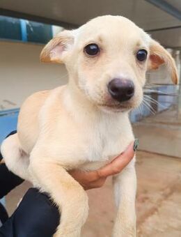 Marylin wartet im Canile - Bad Vilbel