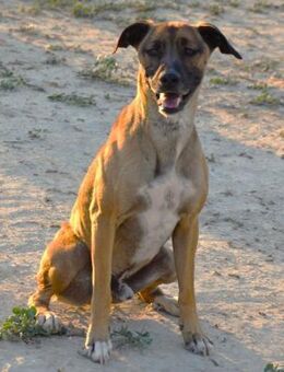 Tyson ein taffer Kerl Ho - Ludwigshafen (Rhein)