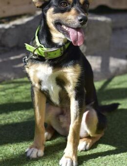 CUCHI 🌟 bezauberndes Hündchen! - Neudenau