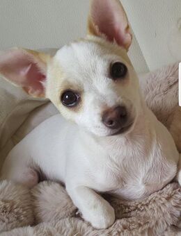 Chihuahua Welpe Rüde - Gumperda