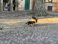 Altdeutsche Schäferhunde Welpen zu verkaufen - Leisnig Bockelwitz