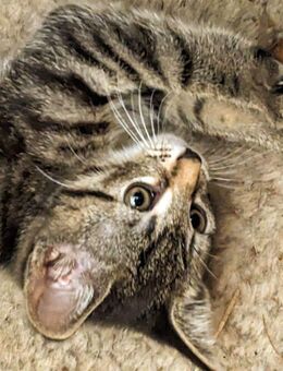 Maincoon-russischblau Hauskatze Mix Katerchen und Kätzchen - Eixen