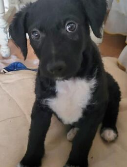 Bohdi wartet auf seine Familie - Grevenbroich