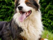 Australian Shepherd - Osterrönfeld