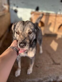Darky - ruhig und geduldig - Bonndorf (Schwarzwald)