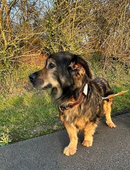 Zordon sucht sein für immer Zuhause!! - Bünde Zentrum