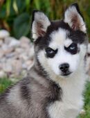 Pomsky Welpen suchen ein liebevolles Zuhause. in 90402