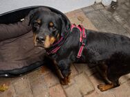 Rottweiler-Mix "Mojo" sucht Hundeerfahrenes Zuhause - Walsrode