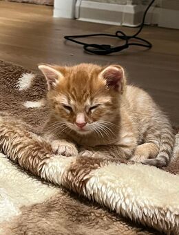 Süßes Katerbaby „Zucker“ sucht liebevolles Zuhause 🐾 - Potsdam