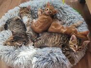 Kleine Katzen Bande - Hattingen