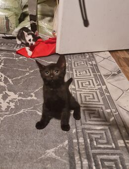Katze schwarz - Düsseldorf