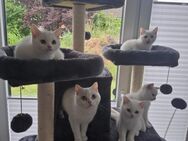 4 BKH Kitten suchen Zuhause - Norddeich