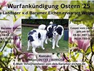 WURFANKÜNDIGUNG „Landseer v. d. Barumer Eichen“ - Barum (Landkreis Lüneburg)