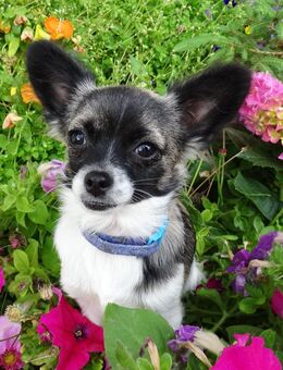 Kleiner Chihuahua-Bube, Langhaar - Babenhausen (Bayern)