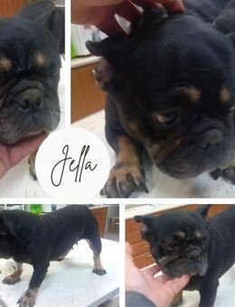 JELLA PP Hübsches FB Mädchen sucht dich - Neustadt (Rübenberge)