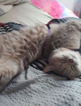 Baby Katze 8 Monate - Duisburg