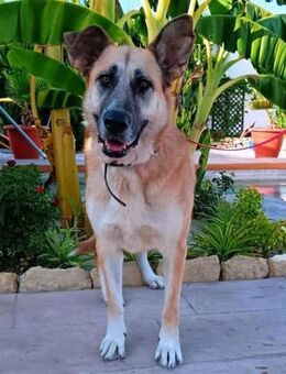 Mika ihre Vermittlung ist sehr dringend! - Laatzen