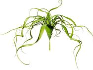 Kunstranke Tillandsien-Hänger Farn, Creativ green, Höhe 30 cm