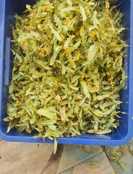 1 Kg frisch getrocknete Lindenblüten Tee - Leipzig