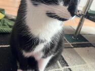 Hauskatze sucht zu Hause mit Ausgang - Halle (Saale)