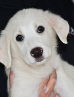 Möchten Sie Tokyo zu sich holen? - Neuss