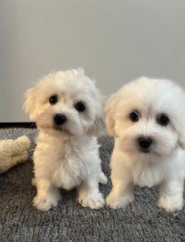 Süße Maltipoo Weibchen - ab sofort abgabebereit ! - Hagen (Stadt der FernUniversität)