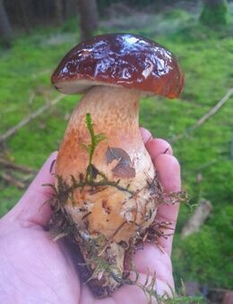 Pilz Pilze Bücher Modelle Bilder Deko Basteln Züchten Sammeln etc - Friedberg