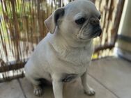 Liebenswerter Mopsrüde „Yoda“ sucht neues Zuhause - Dortmund