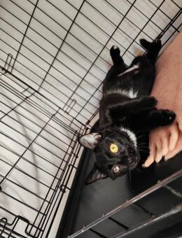 Handicap Katze Ursa aus dem Tierschutz - Grevenbroich