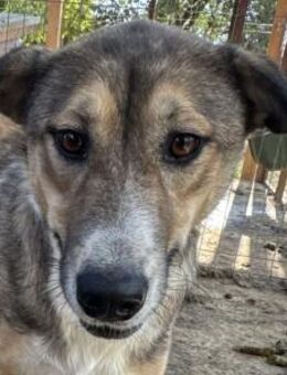 TORA-verschmuste,freundliche Hündin,56cm - Rösrath