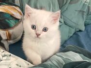 BKH Kitten aus Bielefeld - Bielefeld