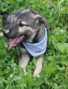 Buddi sucht seinen Buddy - München