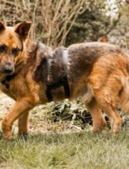 Motek - Mister (fast) perfekt - Berlin