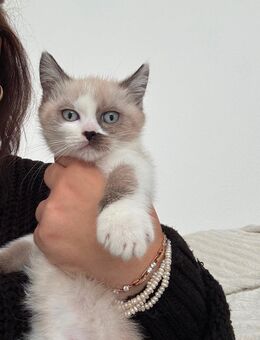 Kitten zu verkaufen - Frankfurt (Main)