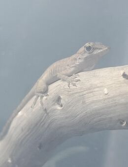 Anolis Leachii Nachzuchten - Eisenhüttenstadt