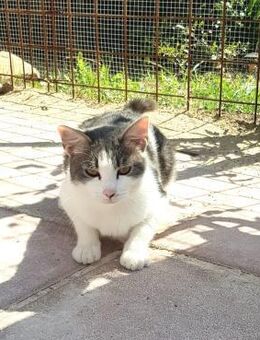 Süße Lilly sucht ihr Zuhause - Oberhausen (Rheinland-Pfalz)