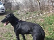 Kormos, freundlicher Schäferhund Mix - Remagen