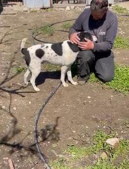 🐶Freundlicher Billy💚 - Eislingen (Fils)