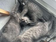 Einen grauen Kater zu Verkaufen - Büdelsdorf