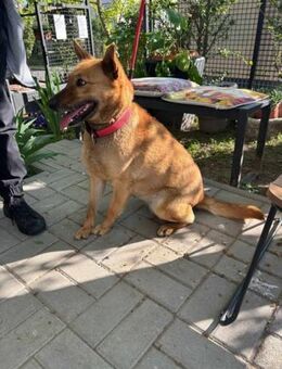 Fanny braucht ein eigenes Körbchen - Nordwalde