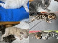 Bengal kitten Snow Lynx , Silber , Braun ,Blue Reinrassig - Dortmund