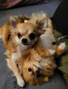 2 Chihuahuas suchen ein Liebevolles neues Zuhause - Borna